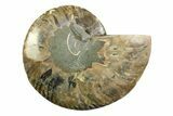 Cut & Polished Ammonite Fossil (Half) - Madagascar #354139-1